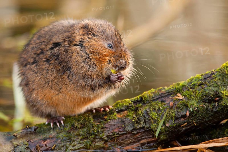 Eastern shrew
