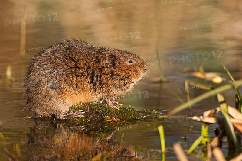 Eastern shrew