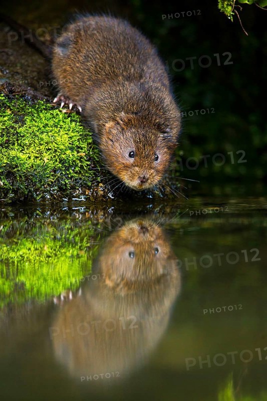 Water Vole
