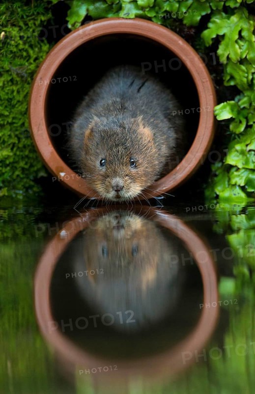Water Vole