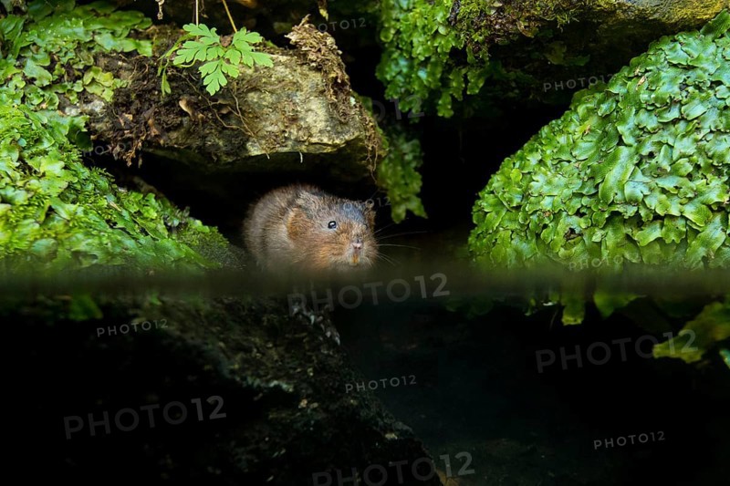 Water Vole