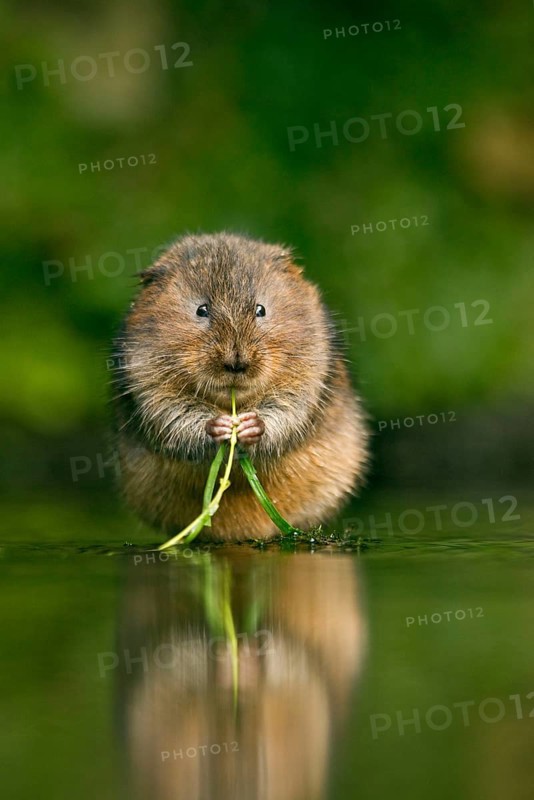 Water Vole