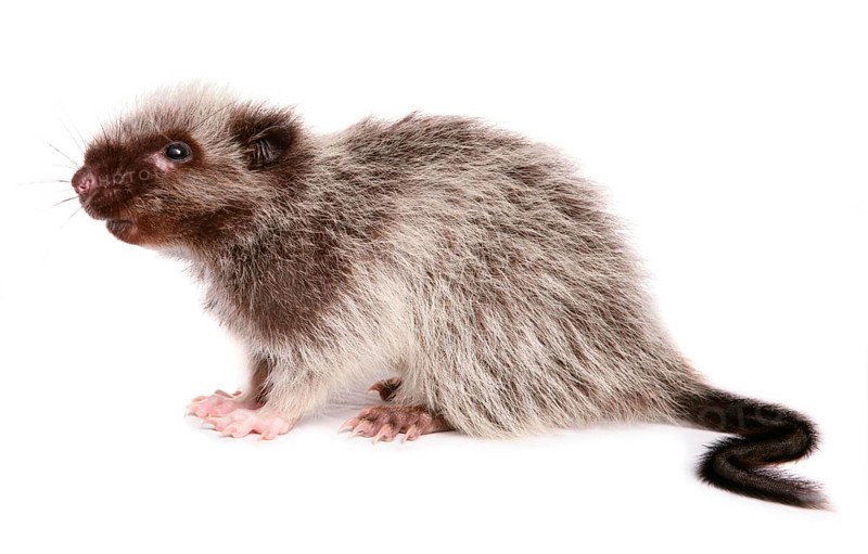 Northern luzon giant cloud rat