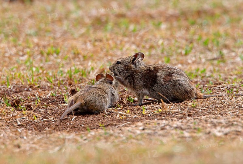 Abyssinian grass rat