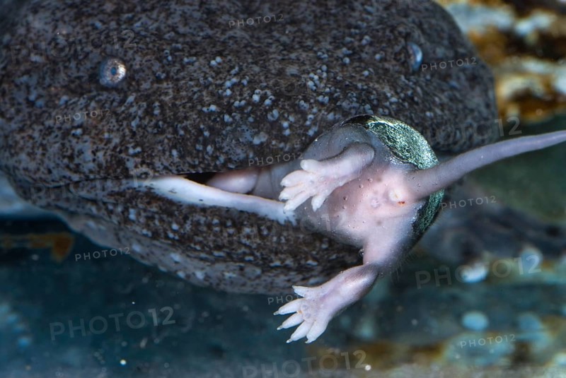 Hellbender