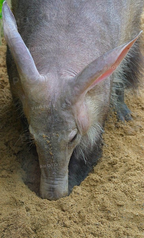 Aardvark