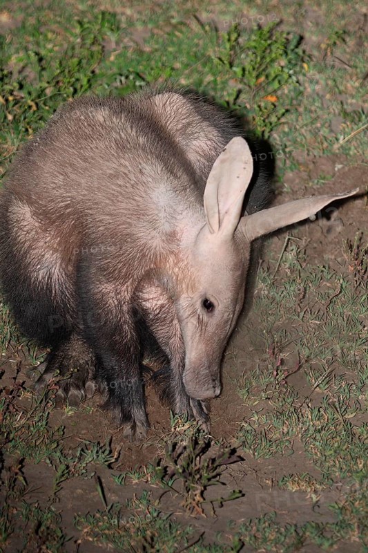 Aardvark