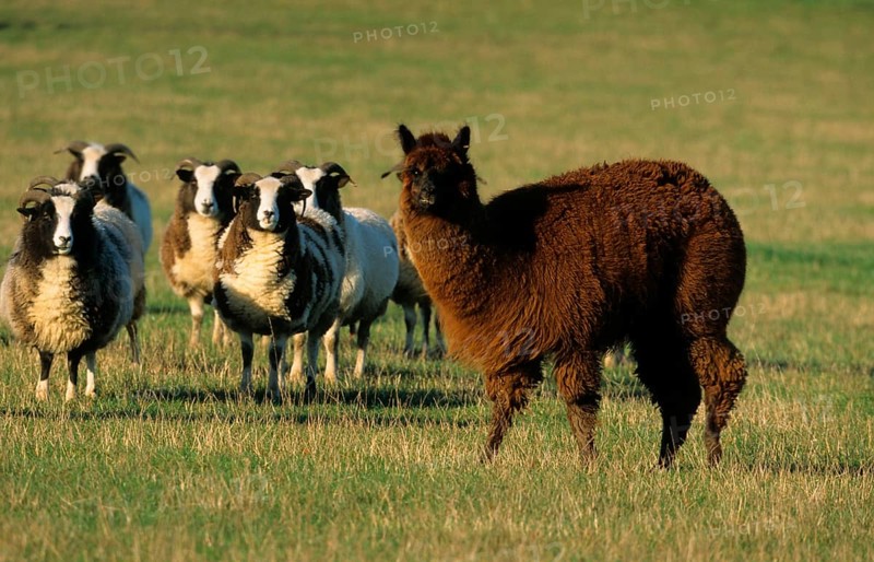 Alpaca