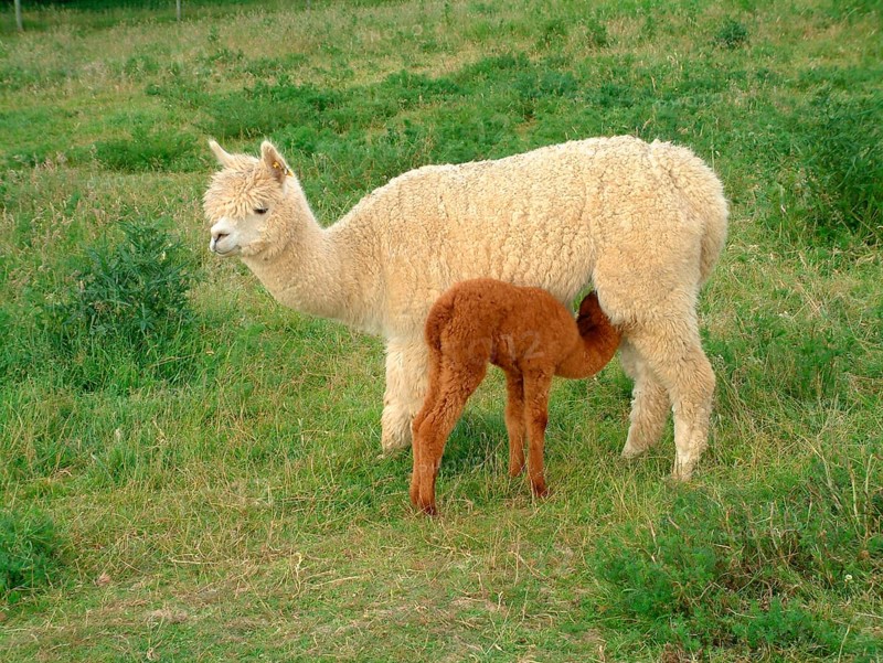 Alpaca