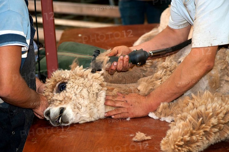 Alpaca