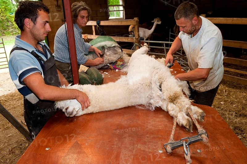 Alpaca