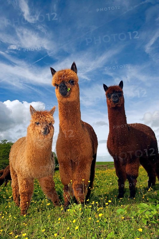 Alpaca
