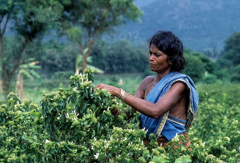 Woman Plucking flower in Anaikatty near Coimbatore