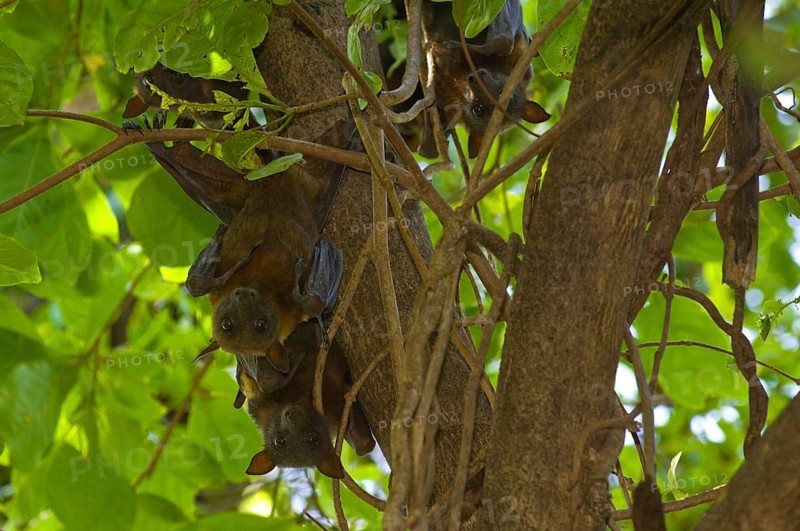 Adult black flying fox