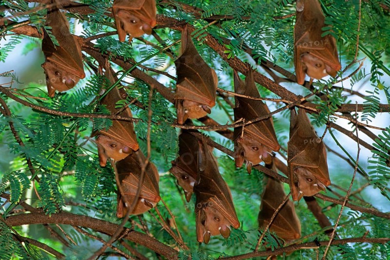 Group of epaulet fruit bats