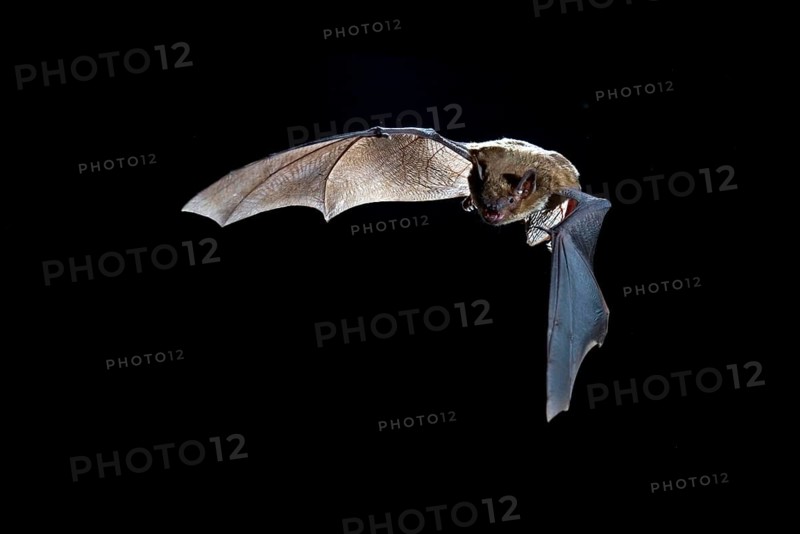 Big Brown Bat