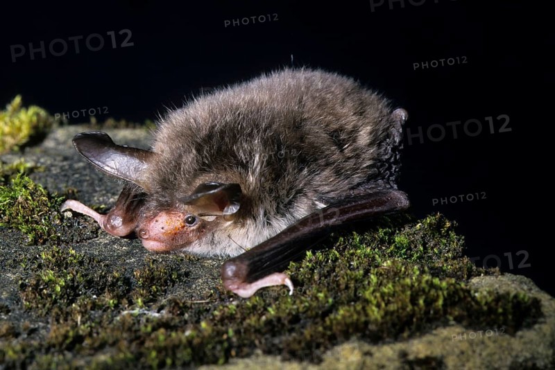 Bechstein's Bat