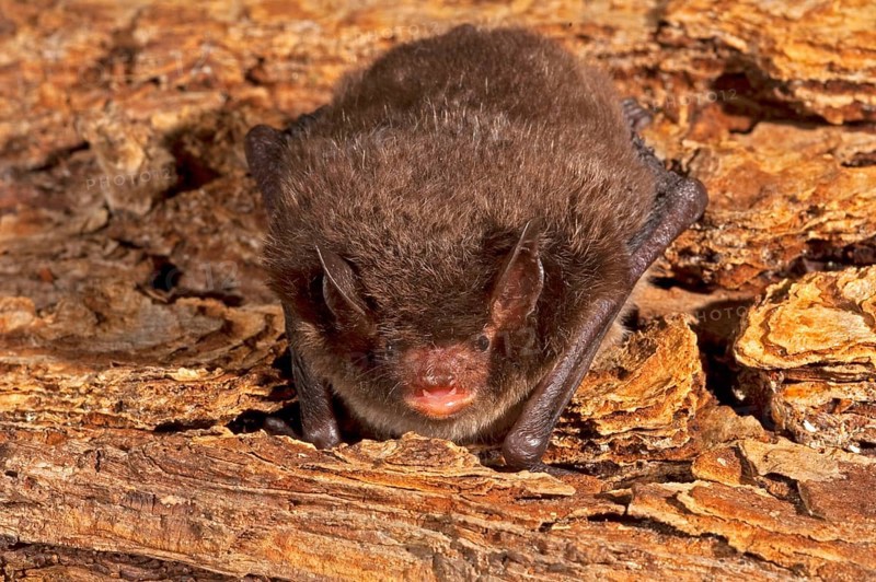 Water bat