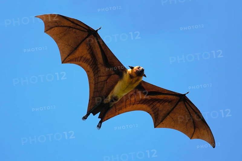Indian Flying Fox