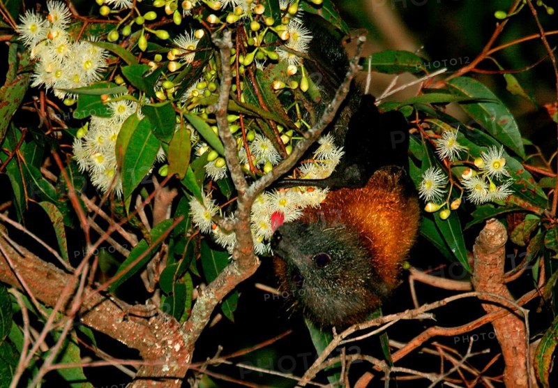 Grey-headed flying fox