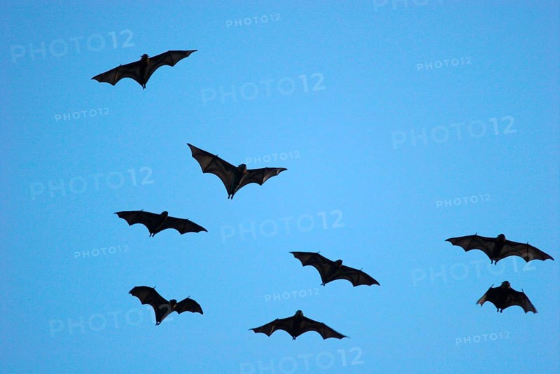 Grey-headed flying fox