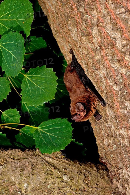 Lesser noctule