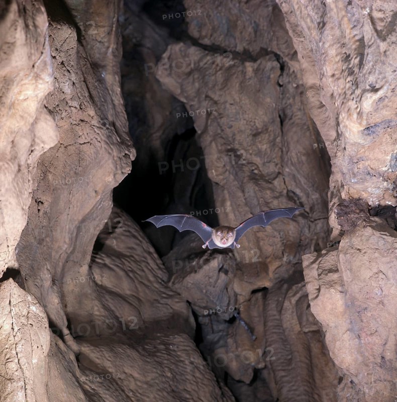 Greater horseshoe bat