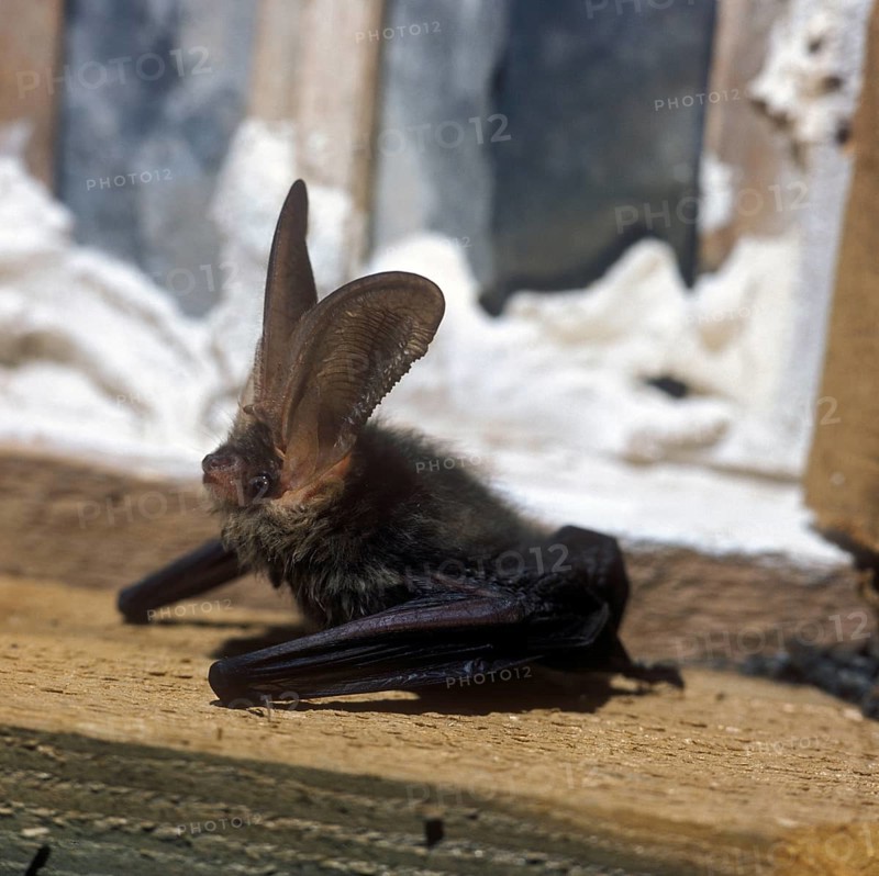 Brown long-eared bats
