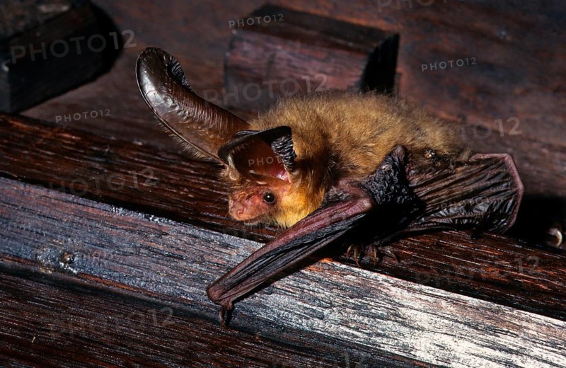 Brown long-eared bats