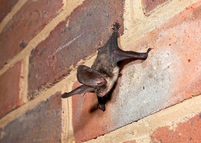 Brown long-eared bats