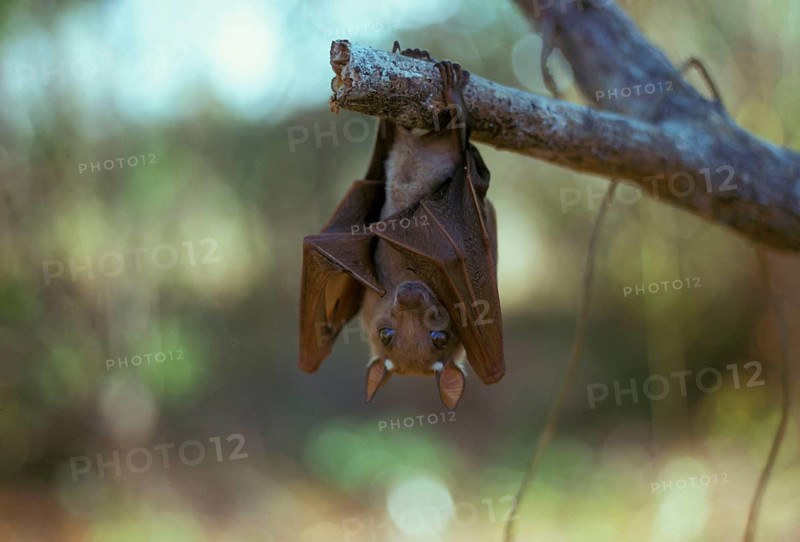 Wahlberg's Fruit Bat