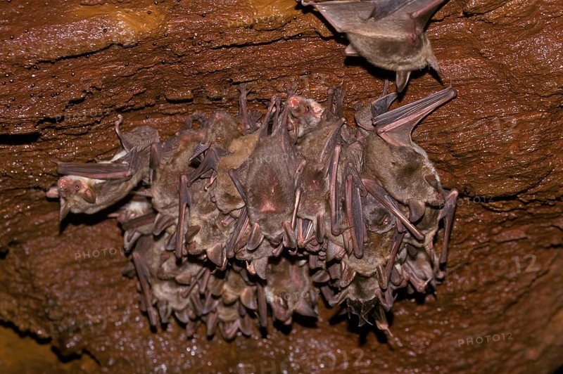 Greater Mouse-eared Bat