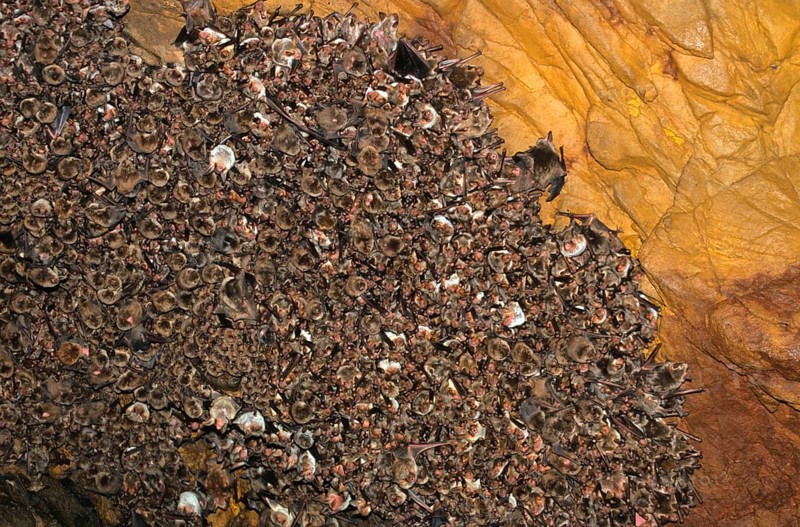 Breeding colony of the greater common bent-wing bat
