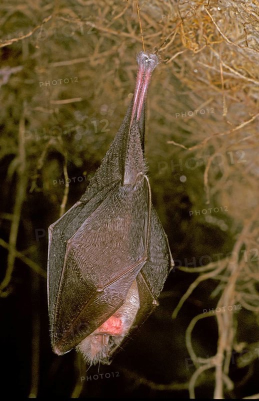 Lesser Horseshoe Bat