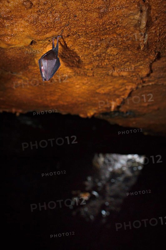 Lesser horseshoe bat