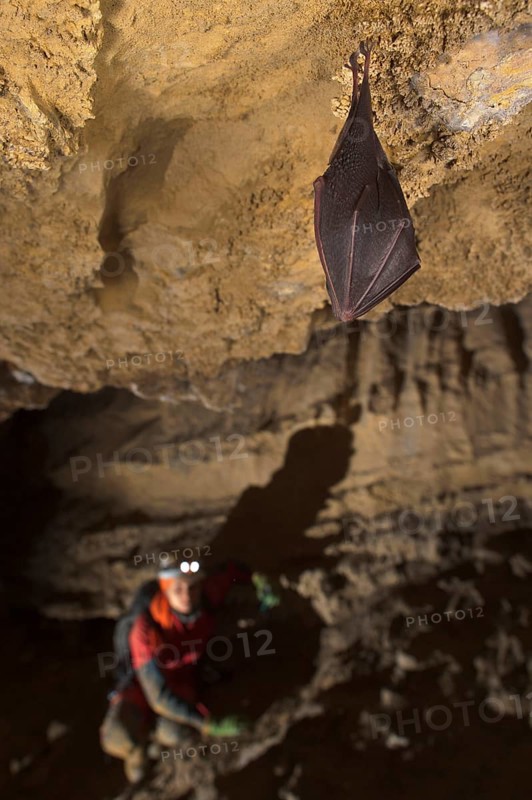 Lesser lesser horseshoe bat