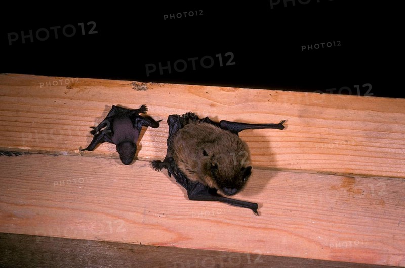 Pipistrelle Bat