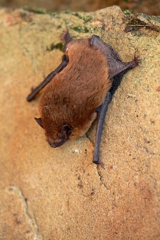 Common Pipistrelle
