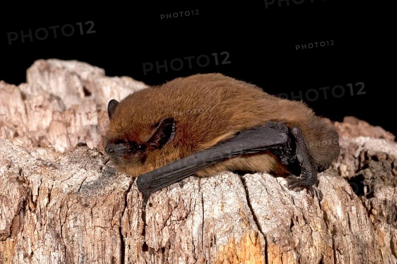 Common Pipistrelle