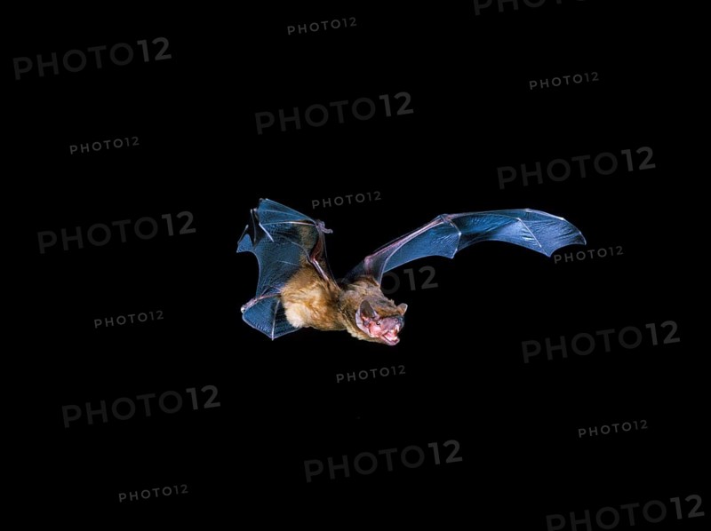 Broad-winged bat