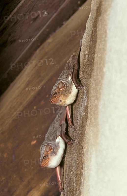 Bats