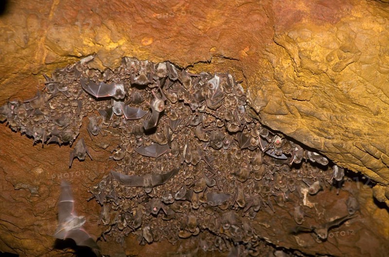 Long-winged bat