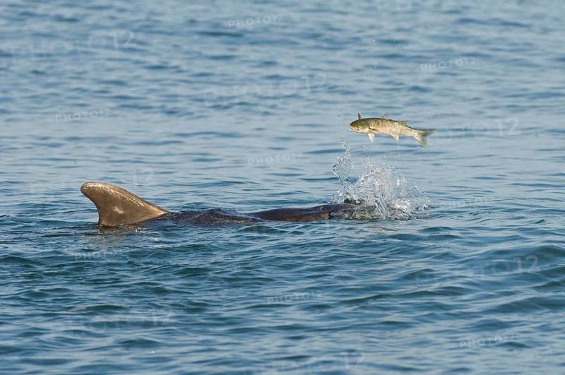 Bottlenose Dolphin