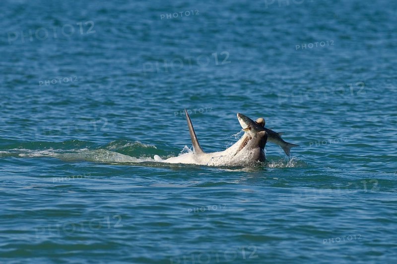 Bottlenose Dolphin