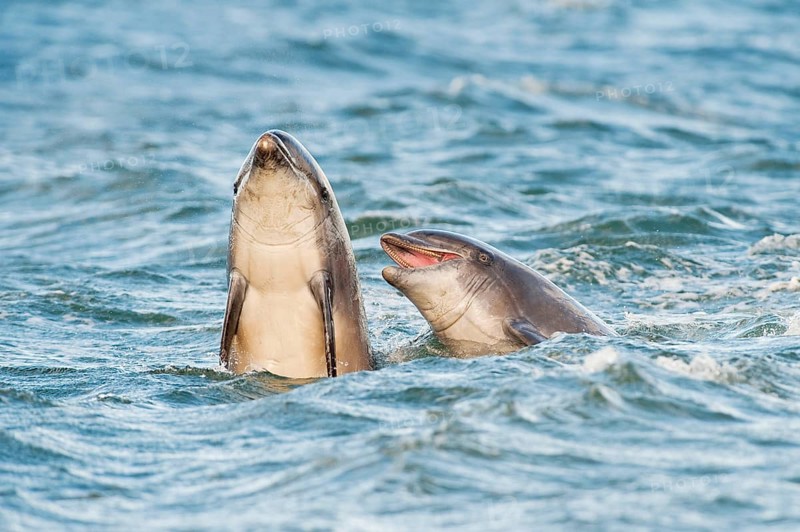 Bottlenose Dolphin