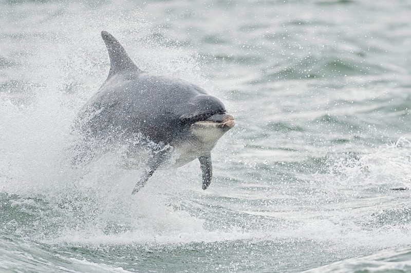 Bottlenose Dolphin