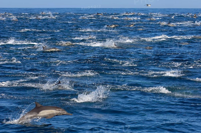 Long-snouted Common Dolphin