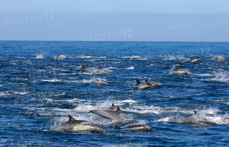 Long-snouted Common Dolphin