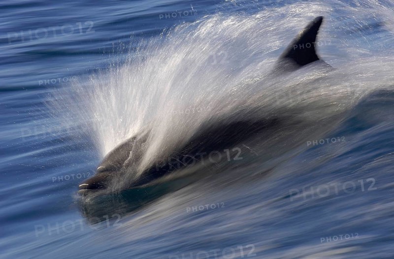 Long-snouted Common Dolphin