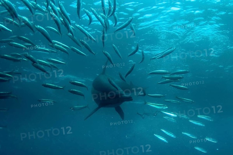 Long-snouted Common Dolphin